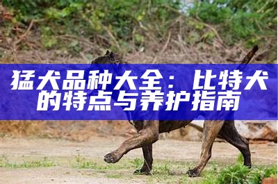 猛犬品种大全：比特犬的特点与养护指南