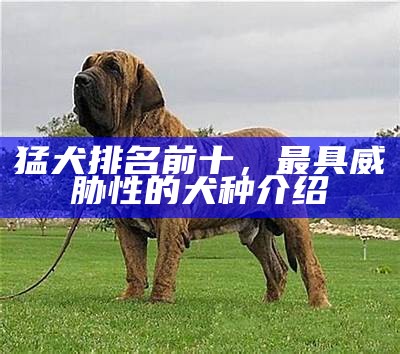 猛犬排名前十，最具威胁性的犬种介绍