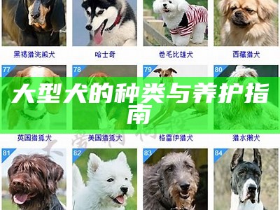 大型犬的种类与养护指南