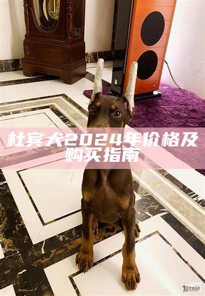 杜宾犬2024年价格及购买指南