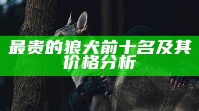 最贵的狼犬前十名及其价格分析