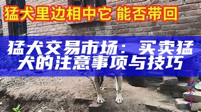 猛犬交易市场：买卖猛犬的注意事项与技巧