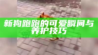 新狗跑跑的可爱瞬间与养护技巧