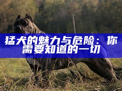 猛犬的魅力与危险：你需要知道的一切